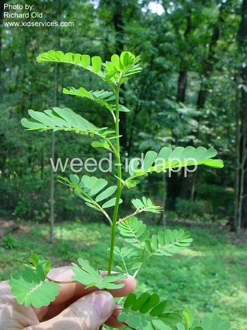 leafflower